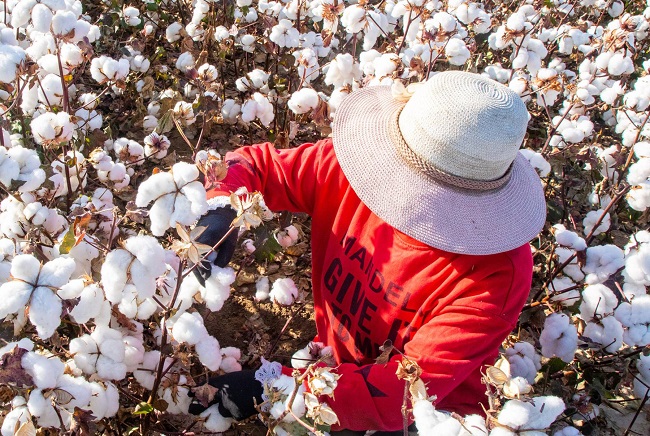 Australia's Cotton Revolution